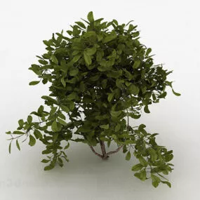 Round Leaves Family Ornamental Trees 3d model