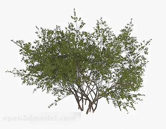 Round Small Leaf Shrub 3d model Round Small Leaf Shrub 3d model
