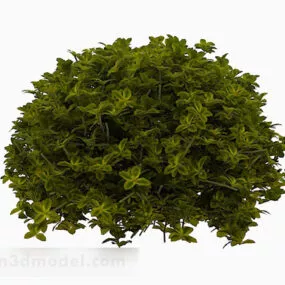 Tender Green Oval Leaf Shrub 3d model