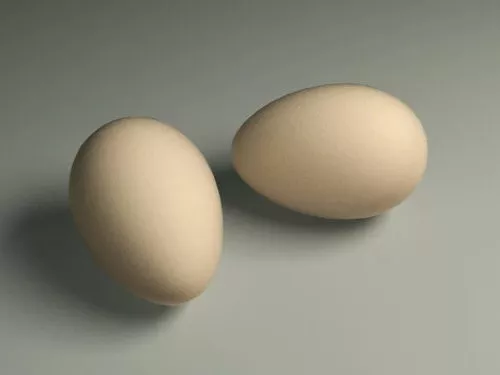 Egg With Chicken 3d model