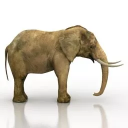 Baby Elephant 3d model