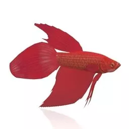 Animated Red Blobfish 3d model