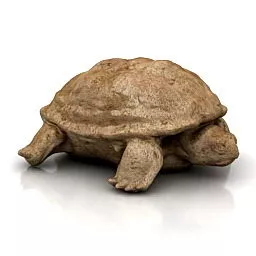 Land Tortoise 3d model