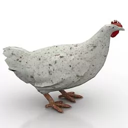 White Chicken Animal 3d model