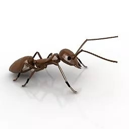 Red Ant Insect 3d model