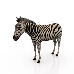 Zebra Animal In African Grass Field 3d model