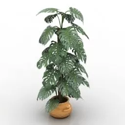 Indoor Potted High Plant 3d model