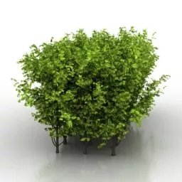 Garden Green Bush Trees 3d model