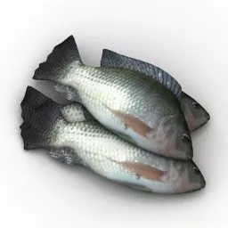 Animal Fish With Pattern On Body 3d model