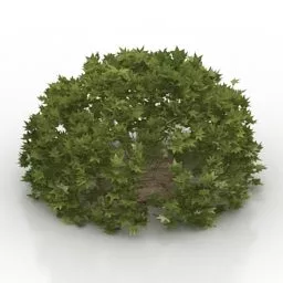 Bush Maple Tree 3d model