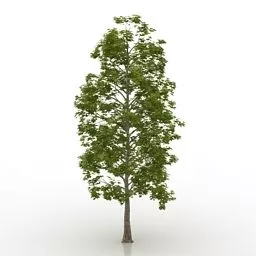 Single Red Maple Tree 3d model