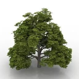 Green Horse Chestnut Tree 3d model