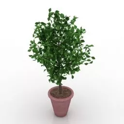 Plant Indoor Terracotta Pot 3d model