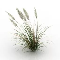 Plant Weed Gardening 3d model