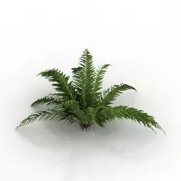 Fern Blechnum Bush Garden Plant 3d model