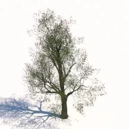 Big Tree Garden 3d model