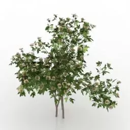 Small Bush Rose Gardening 3d model