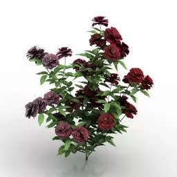 Rose Bush 3d model