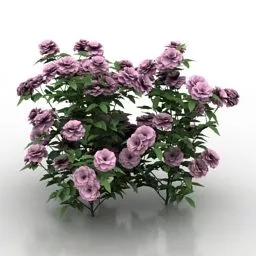 Rose Bushes 3d model