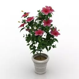 Potted Flower Hibiscus 3d model