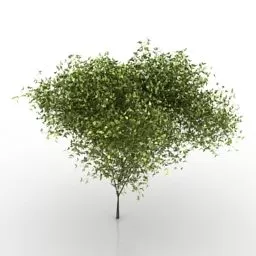 Spring Garden Tree Small Leaf 3d model
