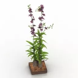 Indoor Potted Purple Flower 3d model
