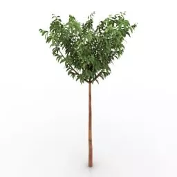Single Small Broadleaf Tree 3d model