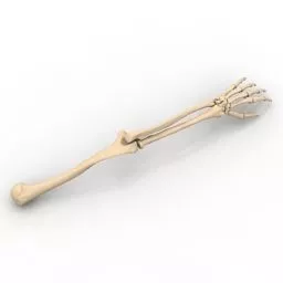 Human Skeleton Arn 3d model