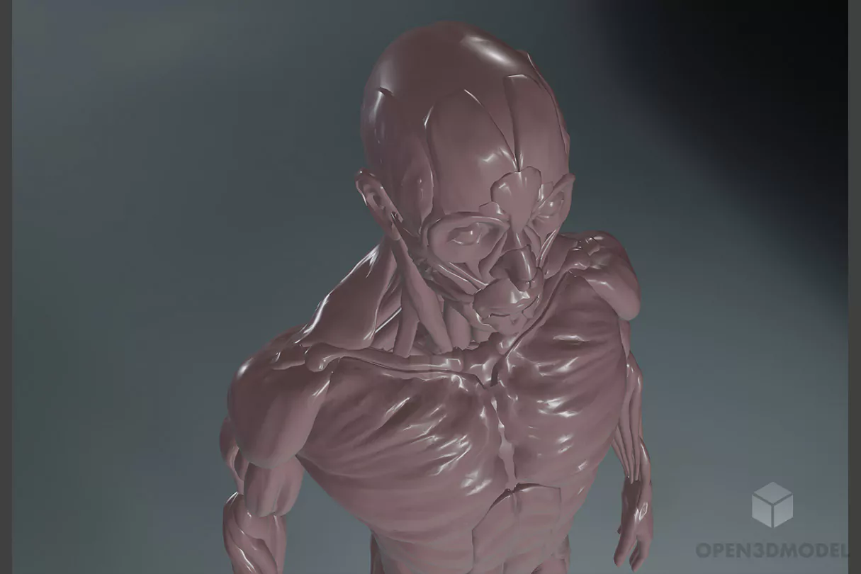 Human Anatomy Body Concept Free 3d Model Biology Diagrams