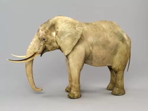 Realistic Elephant With Tusk 3d model