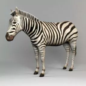 African Zebra Horse 3d model