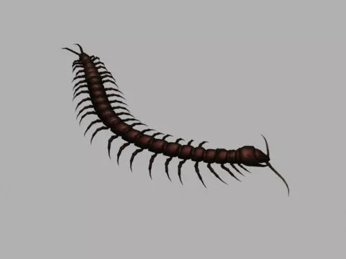 Boxelder Bug 3d model