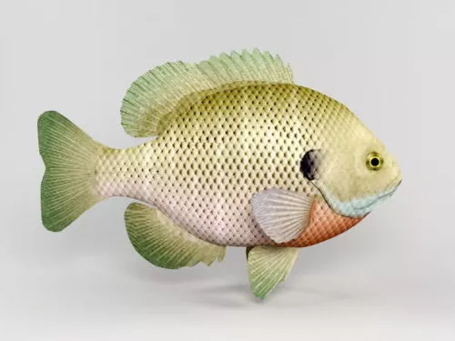 Fish Flagfish 3d model