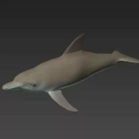 Bottlenose Sea Dolphin 3d model