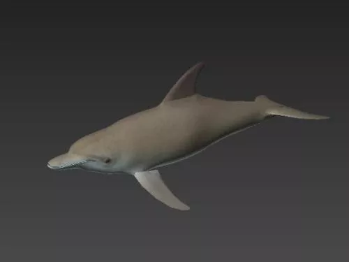 Under The Sea With Colorful Coral 3d model