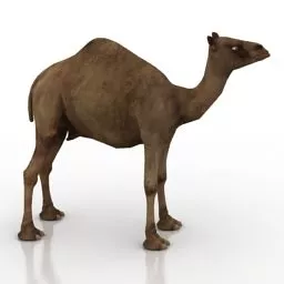 Asia Camel 3d model