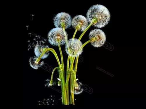 Dandelion Flower 3d model Dandelion Flower 3d model