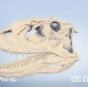 Dinosaur Skull 3d model