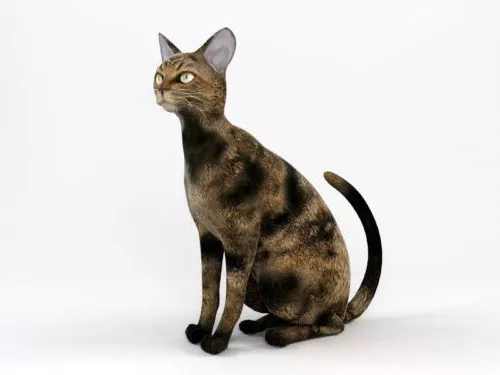 European Cat 3d model European Cat 3d model