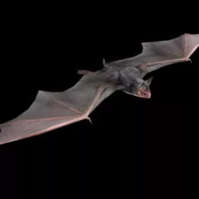 Giant Bat Animal 3d model