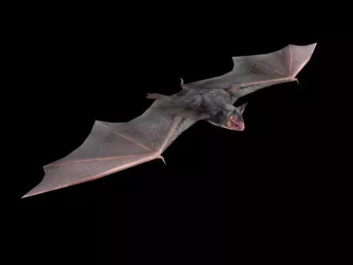 Flying Bat 3d model