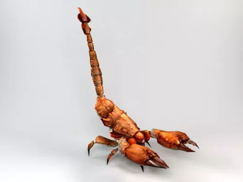 Wild Scorpion 3d model Wild Scorpion 3d model