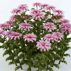 Pretty Hrizantema Flowers 3d model