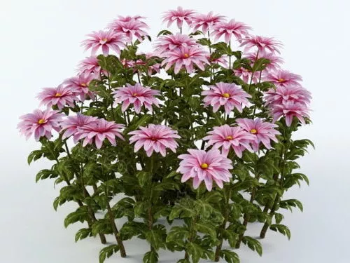 Pretty Hrizantema Flowers 3d model Pretty Hrizantema Flowers 3d model