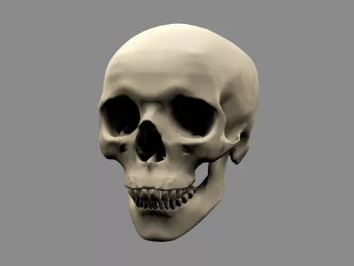 Human Skeleton Full Set 3d model