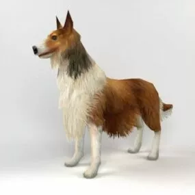 Rough Collie Dog 3d model