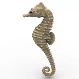 Sea Animal Seahorse 3d model