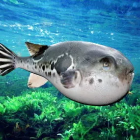 Sea Spotted Puffer Fish 3d model