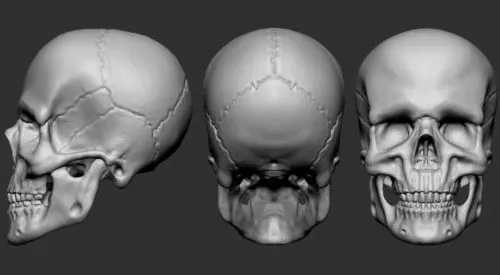 Tavern Signs With Skull 3d model