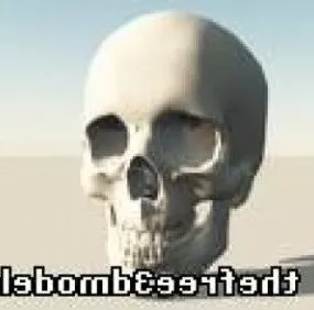 Female Skull 3d model